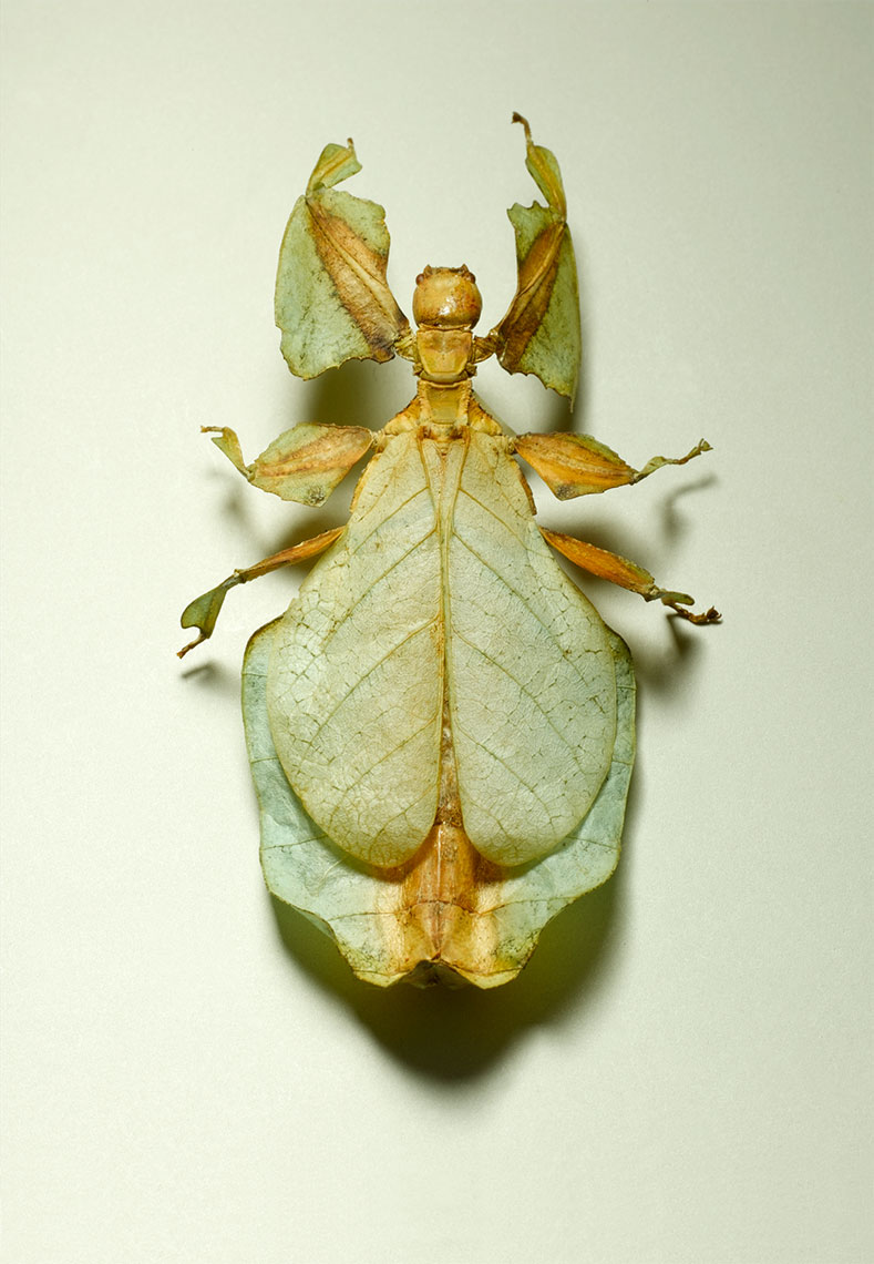 Leaf-Insect